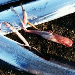 ムコイチ朝マズメ、ボチボチでした。